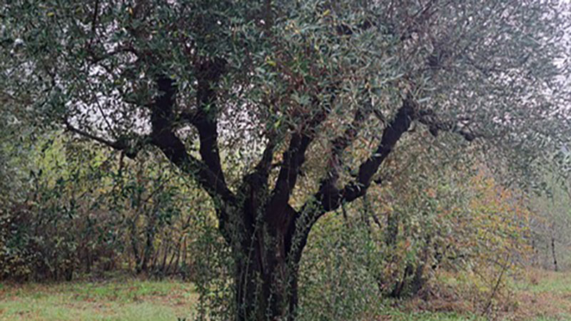 Valorizzazione dell’olivo mignolo cerretano. Se ne parlerà Sabato 29 novembre a Vinci e Cerreto Guidi.